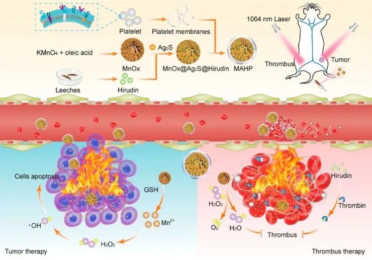 水蛭素、仿生納米、華農(nóng)研究