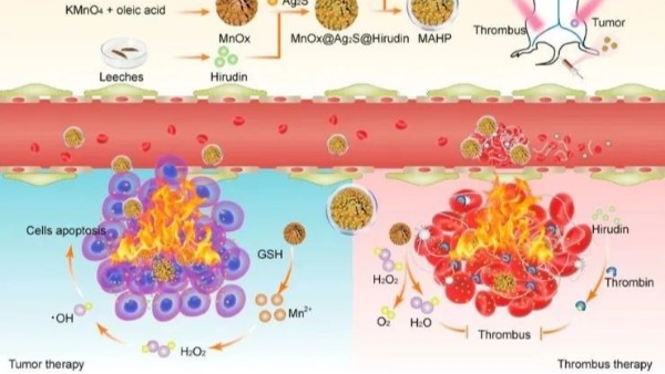 華農(nóng)最新研究：通過仿生納米遞送天然水蛭素，實(shí)現(xiàn)了無創(chuàng)溶栓和有效抗凝