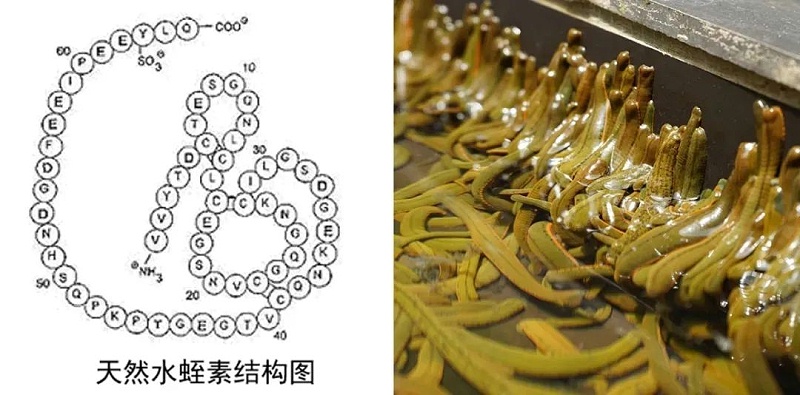 水蛭素、仿生納米、華農(nóng)研究