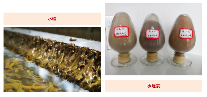 水蛭素、蛋白質(zhì)攝入、提高免疫力