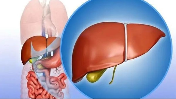 水蛭及水蛭素可緩解肝內膽汁淤積 減輕肝臟組織損傷