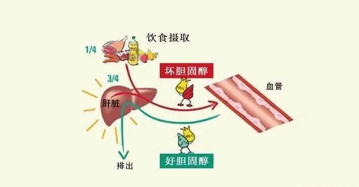 水蛭素、膽固醇、壯醫(yī)水蛭療法培訓(xùn)