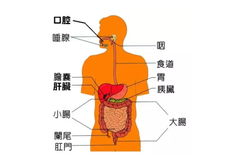 微循環(huán)是微動脈與微靜脈之間毛細血管中的血液循環(huán)，是循環(huán)系統(tǒng)中最基層的結構和功能單位。它包括微動脈、微靜脈、毛細淋巴管和組織管道內的體液循環(huán)。人體每個器官，每個組織細胞均要由微循環(huán)提供氧氣、養(yǎng)料，傳遞能量，交流信息，排出二氧化碳及代謝廢物。