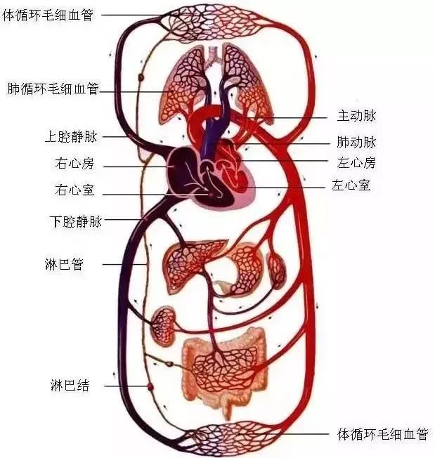 水蛭素、微循環(huán)、轉氨酶、消化不良